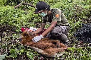 En 40 años no habrá ningún orangután: ¿quiénes son sus asesinos?
