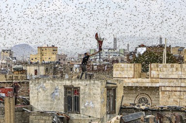 La plaga bíblica que devora África