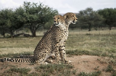 Los últimos guepardos: en Namibia se libra una crucial batalla contra su extinción
