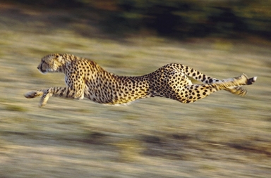 Guepardo: la máquina perfecta