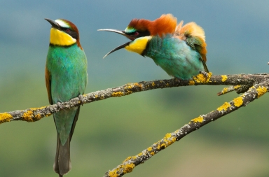 La bronca del abejaruco