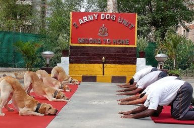‘Doga’, el yoga de los perros