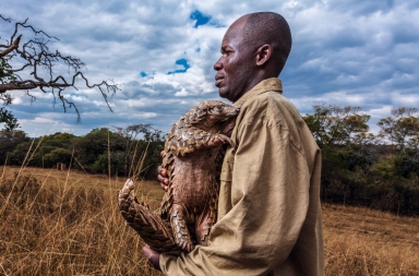 Qué es un pangolín