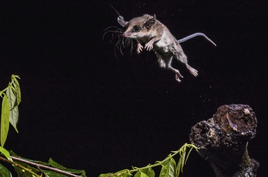 La marmosa, una campeona de acrobacias nocturnas