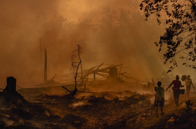 El cultivo de palma para elaborar biocombustibles está arrasando los bosques