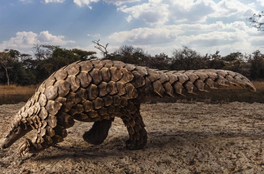 El pangolín, en peligro de extinción por la queratina de sus escamas