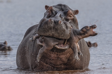 Infanticidio en el lago