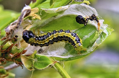 La oruga del boj, la polilla invasora que acaba con los jardines