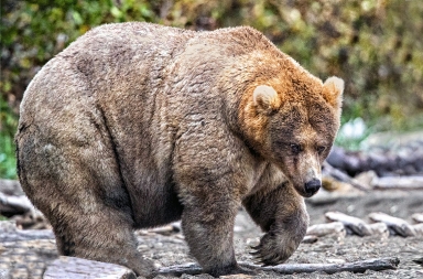La osa Holly, premiada por ser la más gorda