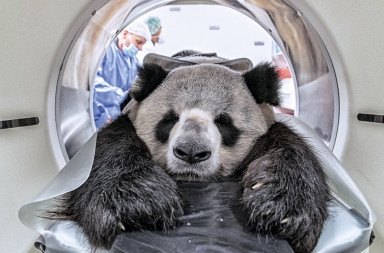 El rey del zoo, de chequeo médico