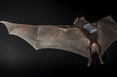 La amistad de los vampiros, a prueba