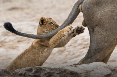 La foto más divertida de vida salvaje de 2019