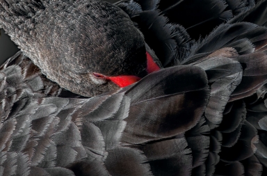 Los ‘cisnes negros’ de 2020: los orígenes de una próxima crisis económica