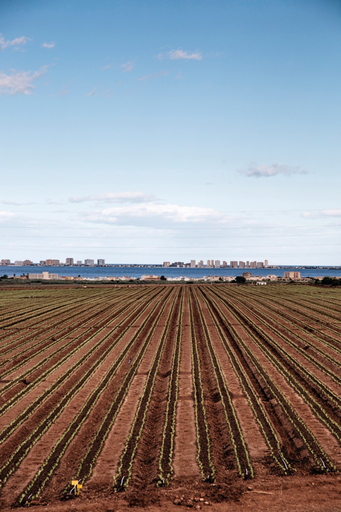 Mar menor, 'ecocidio' en la laguna 1