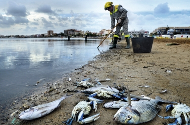 Mar Menor, ‘ecocidio’ en la laguna