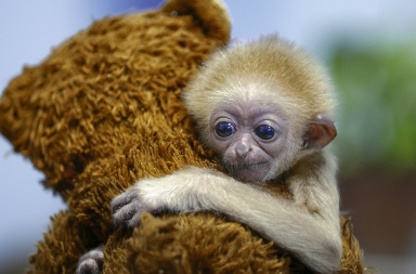 El tierno abrazo del éxito