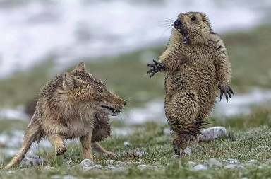 Las mejores fotografías de vida salvaje del año 2019