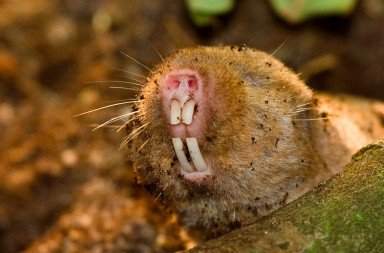 Los animales más feos del mundo