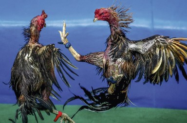 Pelea de gallos: ¿es esto un espectáculo?