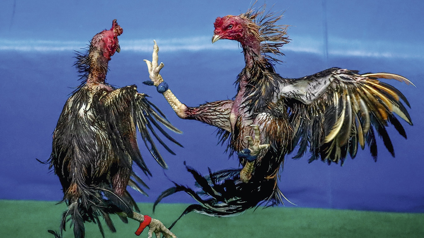Pelea De Gallos Es Esto Un Espect Culo Pelea De Gallos Es Esto Un Espectaculo