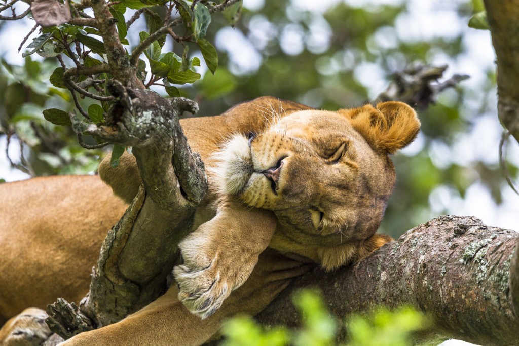 Cómo descansan los animales