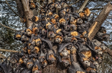 La masacre de los zorros voladores en Australia