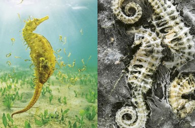 Mar Menor: vida y muerte en la laguna