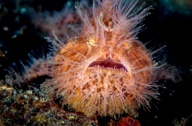 El pez sapo peludo, el más rápido del océano