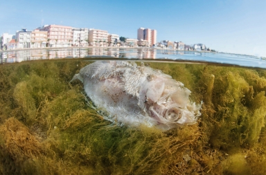 Especies amenazadas en el Mar Menor… y el gran enemigo