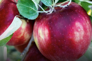 ¿Por qué esta manzana no se pudre?