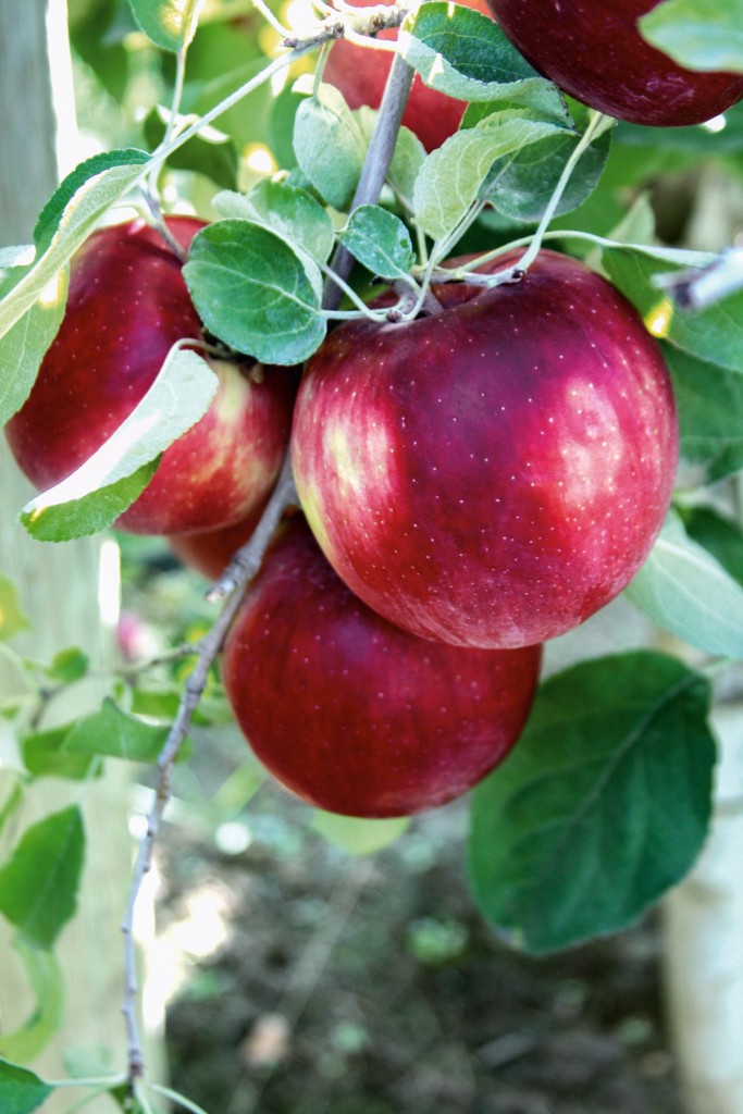 ¡Esta manzana no se pudre! (se llama WA38 y los científicos han tardado veinte años en crearla) 3