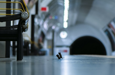 Pelea de ratones en el metro: la vida salvaje a un paso