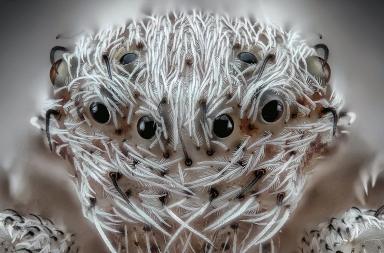 No es un teleñeco, es una araña diminuta