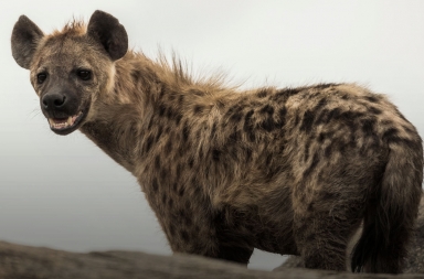 ¿Por qué ríen las hienas?