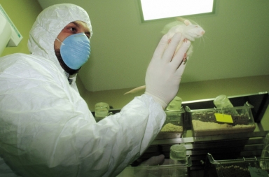 La otra carencia del coronavirus: faltan ratas para investigar la vacuna