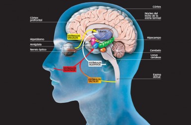 Cómo responde nuestro cuerpo ante la ansiedad y el estrés