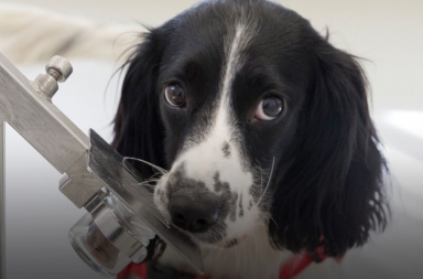 Perros para detectar el coronavirus por el olfato