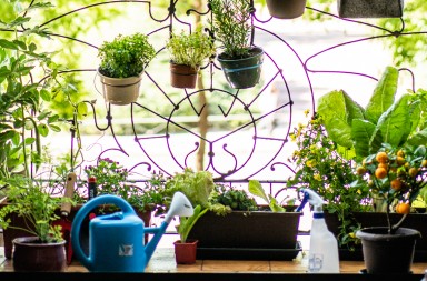 Decálogo para montar un huerto en casa