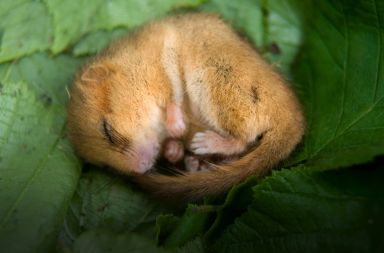 Hibernación, la siesta más larga