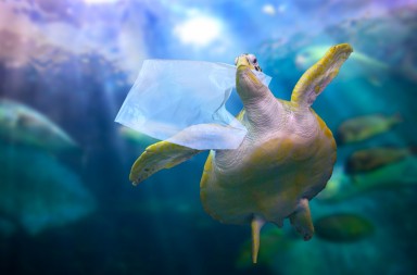 ¿Cuánto tarda en descomponerse el plástico en el mar?