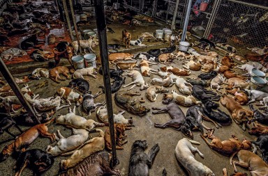 Daños colaterales: animales cercados por la pandemia