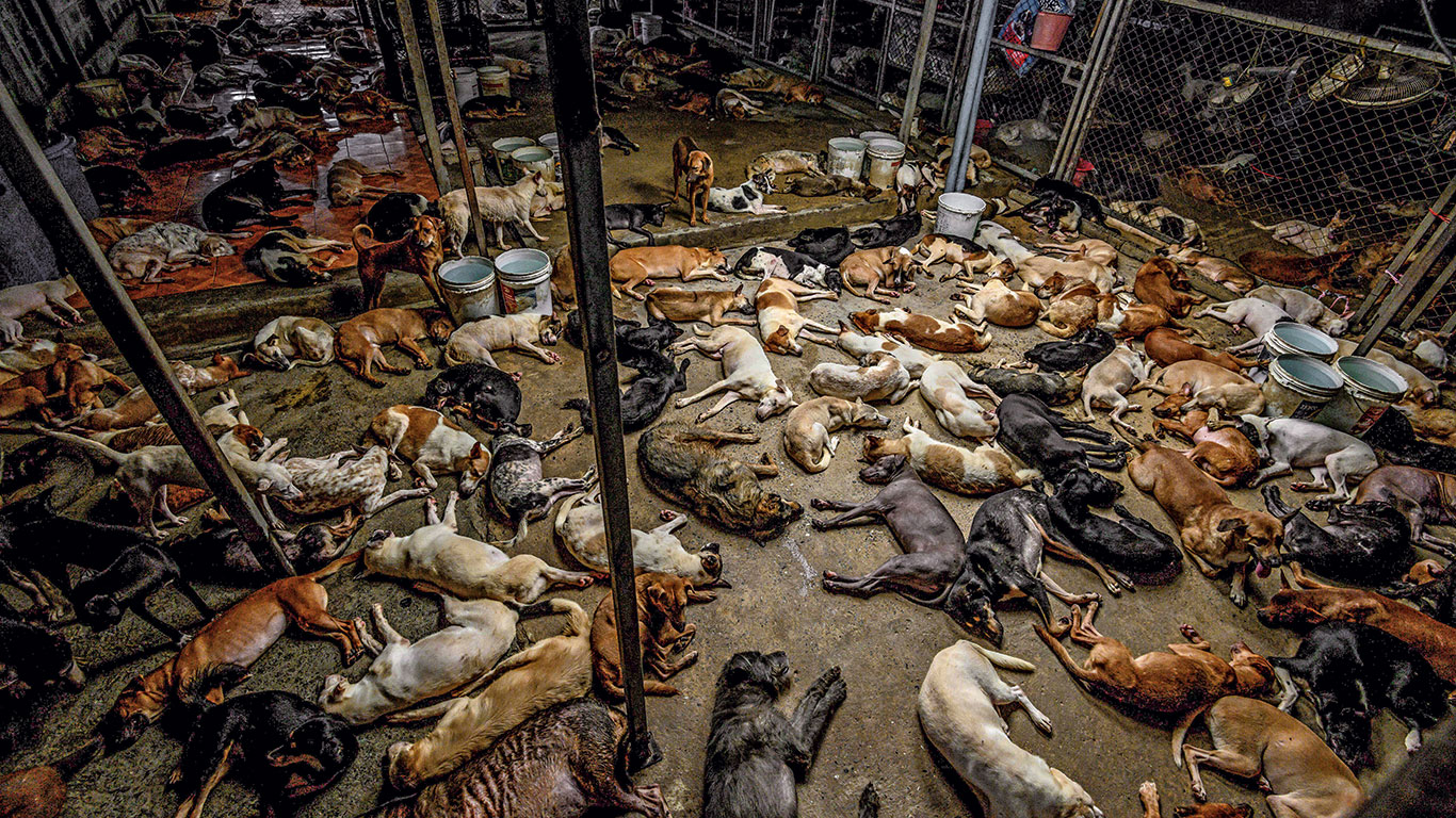 Daños colaterales: animales cercados por la pandemia