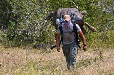 El traslado de la tortuga semental que ha salvado a su especie