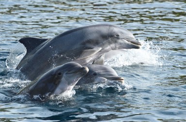 Delfines y humanos: mamíferos con distinto recorrido