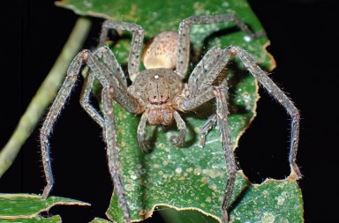 La singular Greta Thunberg de la naturaleza
