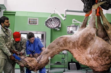 Hospitales de lujo para camellos en Arabia Saudí