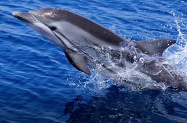 Mitos y verdades sobre los delfines: ¿se suicidan? ¿nos sanan?