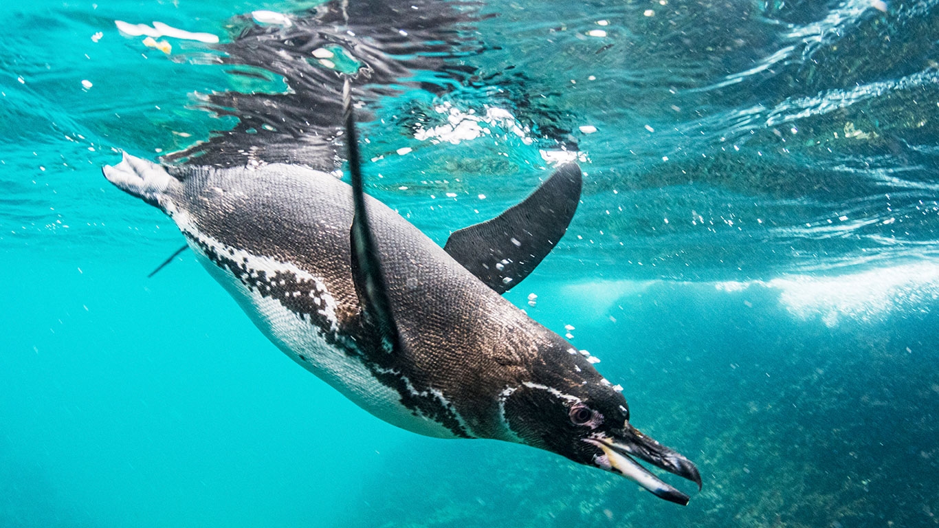 Pingüinos, las aves que aprendieron a ser peces