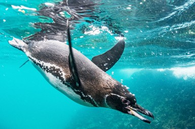 Pingüinos, las aves que aprendieron a ser peces