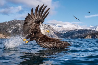 Águila calva: la remontada de la reina de América